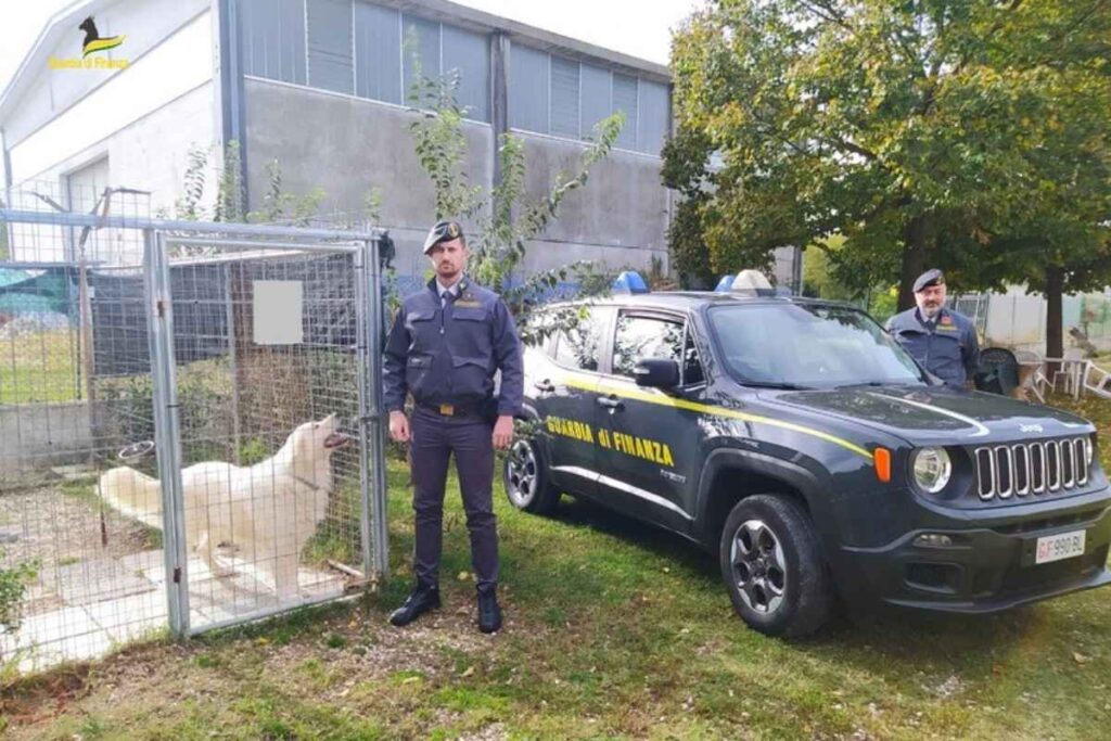 Allevatori di cani nel mirino della Guardia di Finanza. Scoperta maxi evasione fiscale tra allevatori di cani. Allevatori e veterinari compiacenti: indagini in corso.