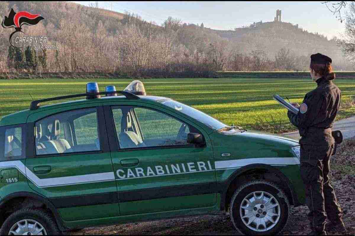 Emilia Romagna: verifiche sulla caccia nelle aree protette. 555 ispezioni dei carabinieri forestali per la tutela della fauna. "Fauna Sicura 2025": bilancio delle operazioni in Emilia Romagna. Carabinieri forestali e tutela della biodiversità: il punto sui controlli. 