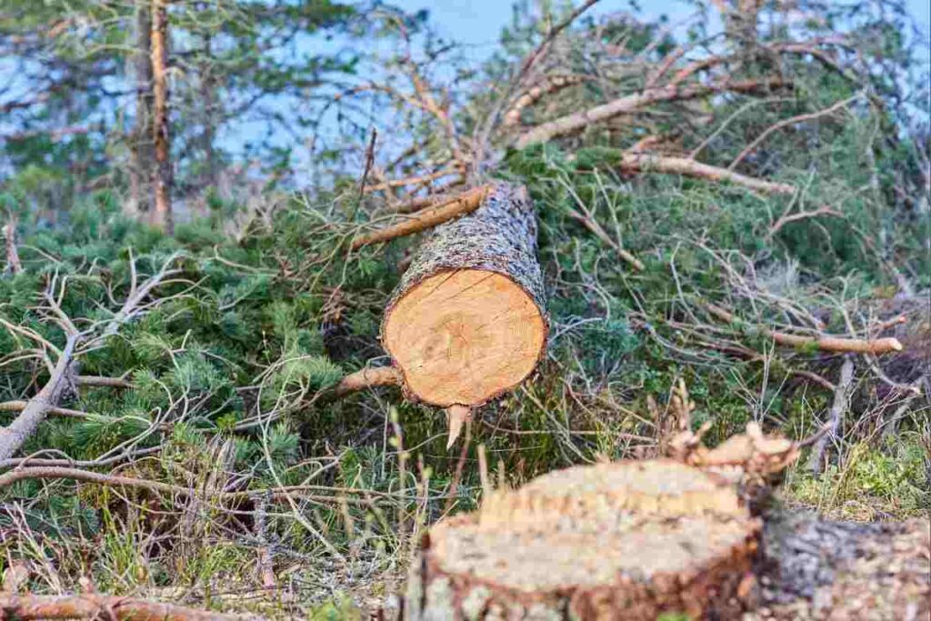 Abbattimento degli alberi a Grizzana Morandi: una crisi ambientale. Devastazione a Grizzana Morandi: il caso degli alberi abbattuti. Via della Lana e della Seta: il crollo della natura a Grizzana Morandi. 