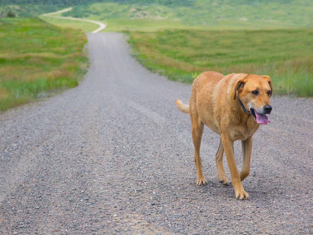 Perché gli animali domestici si smarriscono e come evitarlo. Smarrimenti di cani e gatti: cause e soluzioni. Cosa fare se il tuo animale domestico si perde. 