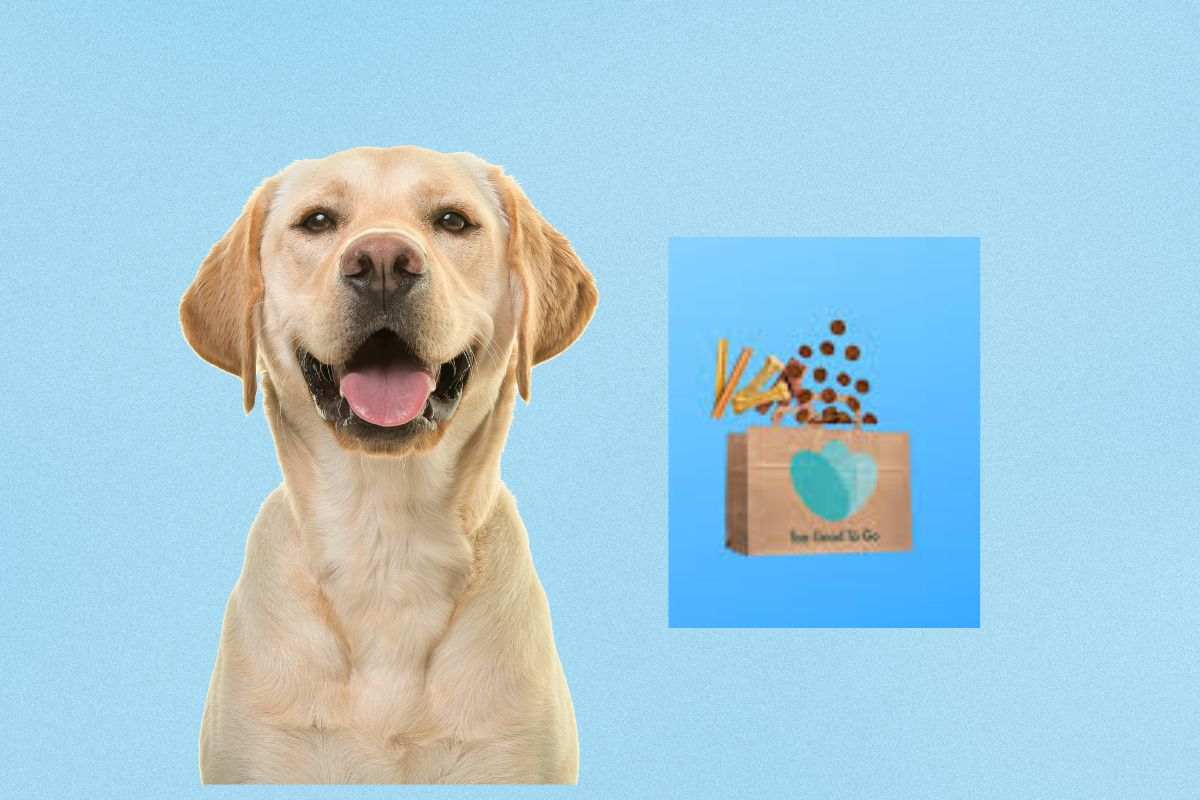 Box anti-spreco per cani e gatti: arriva l'idea di Too Good To Go. Ridurre lo spreco e aiutare gli animali: la nuova iniziativa di Too Good To Go. Too Good To Go pensa anche agli animali con le nuove Magic Box. Un aiuto all’ambiente e agli animali: le box anti-spreco per pet. 